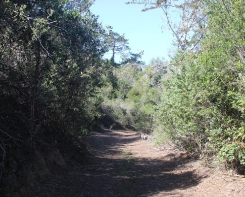 Forest Nature Spa. Plettenberg Bay- Garden Route and Klein Karoo (3)